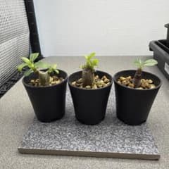 国内実生 パキポディウム ウィンゾリー 検索パキポディウム グラキリス