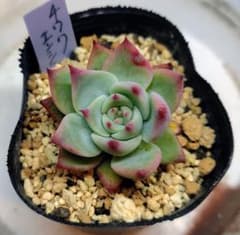 多肉植物　チワワエンシスのサムネイル