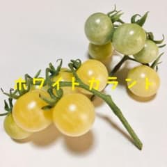 トマト　ホワイトカラント　種+アロイトマト　種のサムネイル