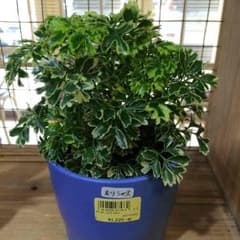 あーたん様専用のサムネイル