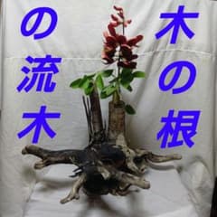 木の根の大型流木　¥5,800(送料込み) 専門店の半額以下と、思っております。のサムネイル