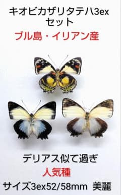 外国産蝶標本☆キオビカザリタテハ3exセット☆ブル島・イリアン産