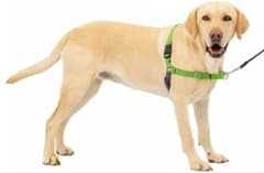 Petsafe イージーウォークハーネス（SM, アップルグリーン&グレー）のサムネイル