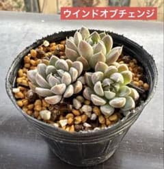 ペンデンス　抜き苗① N-1 多肉植物 抜き苗 ウインドオブチェンジ - メルカリ