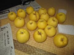 訳あり　はるか　しり割れあり　小粒　バラ詰めのサムネイル