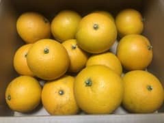農薬：栽培期間中不使用・ノーワックス　八朔　５ｋｇのサムネイル