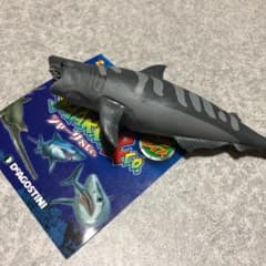 シャークアンド　コー　イタチザメ　その1のサムネイル