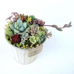 多肉植物 ✿ そのまま飾れる寄せ植え ブリキ鉢 アンティーク風 インテリア