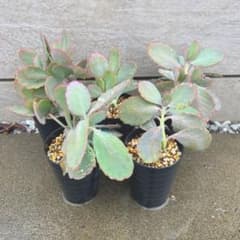 カランコエ デザートローズ? 鉢植え 鉢ごと発送⭕️ 1株のサムネイル