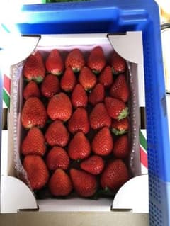 STKさん スカイベリー バラ売りのサムネイル