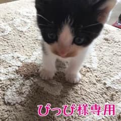 ぴっぴ様専用のサムネイル