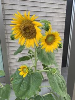 巨大輪ひまわり　30粒のサムネイル