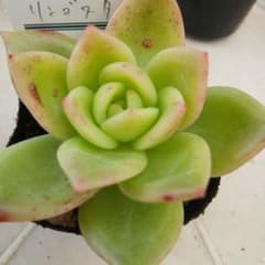 多肉植物　リンゴスターのサムネイル