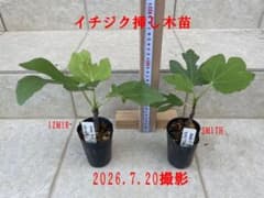 イチジク挿し木苗 IZMIR・SMITH 2本セット - メルカリ