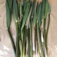 秋田県産山菜オオナルコユリのサムネイル