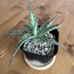 アロエ　スーパースノーホワイトのサムネイル