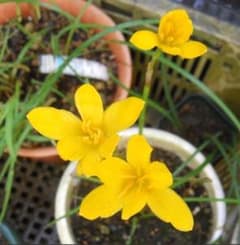 ☆鮮やかな黄色のゼフィランサスの球根、未開花球５０球～(^^♪のサムネイル