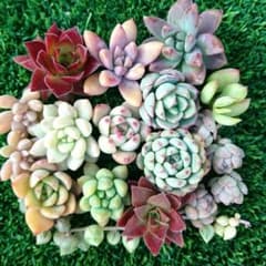 多肉植物 ②チビ桃太郎とちまちま寄せ植え カット苗セット 詰め合わせのサムネイル