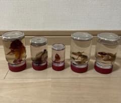 魚類 ヤモリ　骨格標本 透明標本 5本セット　イモリ？　トカゲ？　魚 魚類 ヤモリ 骨格標本 透明標本 5本セット イモリ？ トカゲ？ 魚