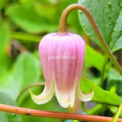 クレマチス 種 バーシカラー 【20粒】 - メルカリ