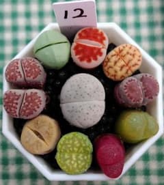 多肉植物リトープス/コノフィツム 綾耀玉 入り カラフルセット 土付き