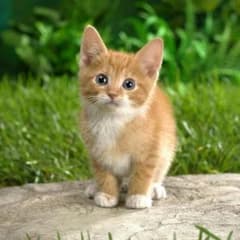 りお様専用♪ドライアイロンのサムネイル