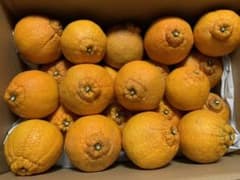 無農薬デコポン品種 不知火 5kgのサムネイル