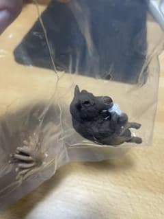 動物キャンプのサムネイル
