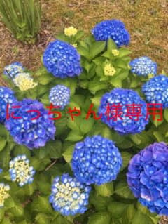 ETVOS ミネラルプレストチーク サーモンピンクのサムネイル