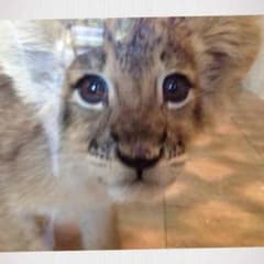 在庫処分☆コメント値下開始様専用のサムネイル