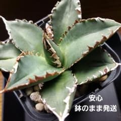 アガベ チタノタ 狼人 鉢のまま発送 ドライガーデン 初心者 多肉