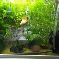 マツモのサムネイル
