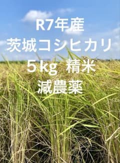 新米】R7年産 茨城県央コシヒカリ5kg 精米 - メルカリ