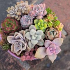 あああ様専用　速達代込みエケベリアセダム寄せ植え　抜き苗、カット苗　多肉植物のサムネイル