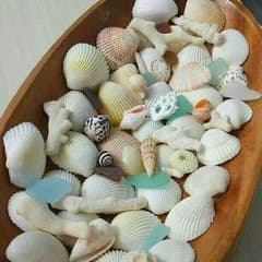 貝殻☆珊瑚☆シーグラスセットのサムネイル