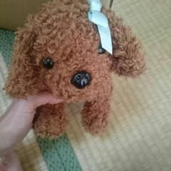 トイプードルぬいぐるみのサムネイル