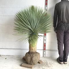 大株　ユッカ　リギダ　直径約100cm【耐寒性/ロストラータ/ドライ 】09 幹太 大株 ユッカ ロストラータ 【耐寒性/ドライガーデン/ロック