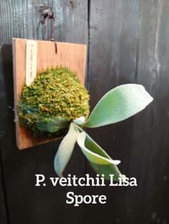 P. veitchii Lisa Spore ビカクシダ コウモリラン リサ - メルカリ