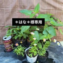 はな＊様専用 花苗6ポット - メルカリ