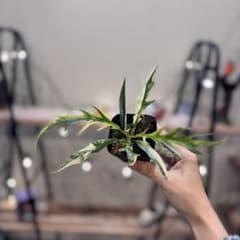 19 フィロデンドロン トータム 斑入り 美斑 - メルカリ