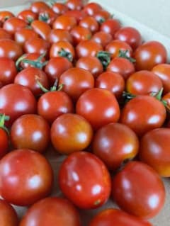 鹿児島県産　無農薬 ミニトマト 1kg7月23日16時半収穫のサムネイル