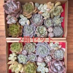 多肉植物 エケベリア 寄せ植え セット カット苗 韓国苗入り 多肉弁当のサムネイル