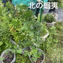 1メートル10センチ　トゲなしグレンモイラズベリー苗 1メートル10センチ トゲなしグレンモイラズベリー苗 - メルカリ