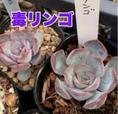 多肉植物 ロウルサンコ苗♡小苗セット 多肉植物（ロウルサンコさん）毒リンゴ 4cmポット苗③ - メルカリ