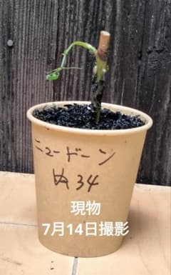 バラ苗ニュードーンの挿し木抜き苗 ぬ34 - メルカリ