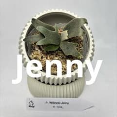 jone様おまとめJenny板付けとBambi jone様おまとめJenny板付けとBambi - メルカリ