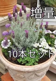 増量！激レア☆シルバーの葉が美しいプラチナラベンダーの挿し穂10本