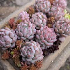 ピンクローサ10カット　カット苗　多肉植物のサムネイル