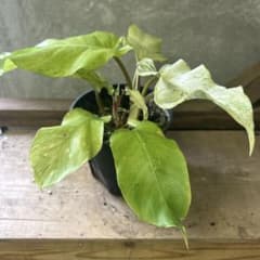 観葉植物　フィロデンドロン　スノードリフト