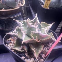 アガベ 白豪刺 親株 - メルカリ